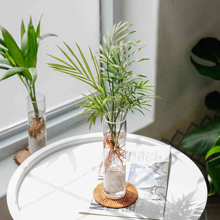 テーブルヤシ 水耕栽培植物セット インテリア［2種］