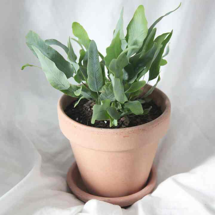 フレボディウムブルースター