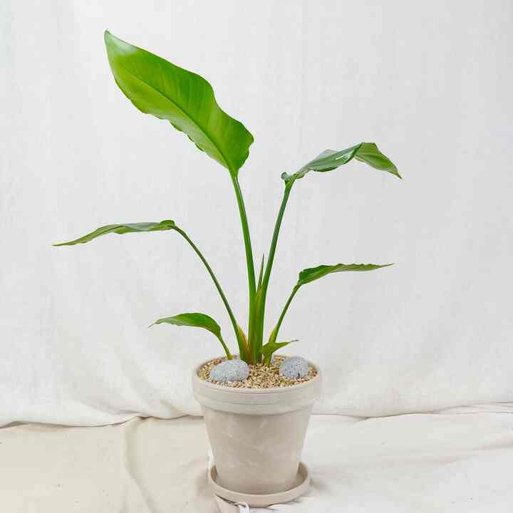 タビビトノキ 中サイズ