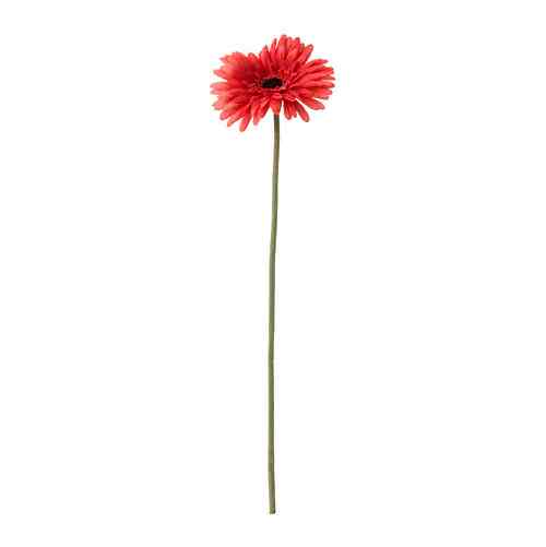 SMYCKA Bunga tiruan, gerbera/merah muda, 50 cm