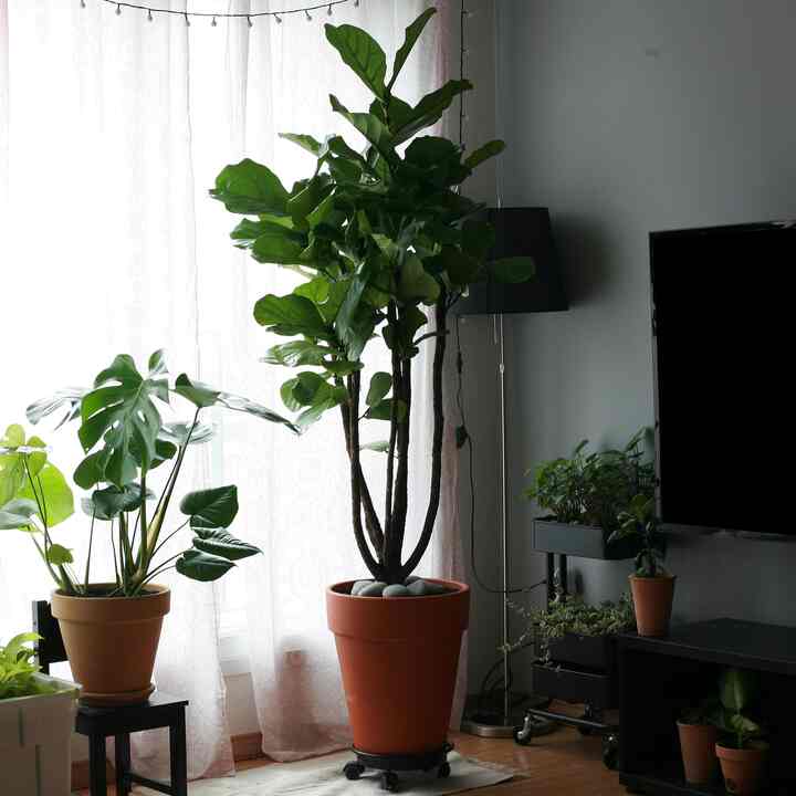 カシワバゴム 2M