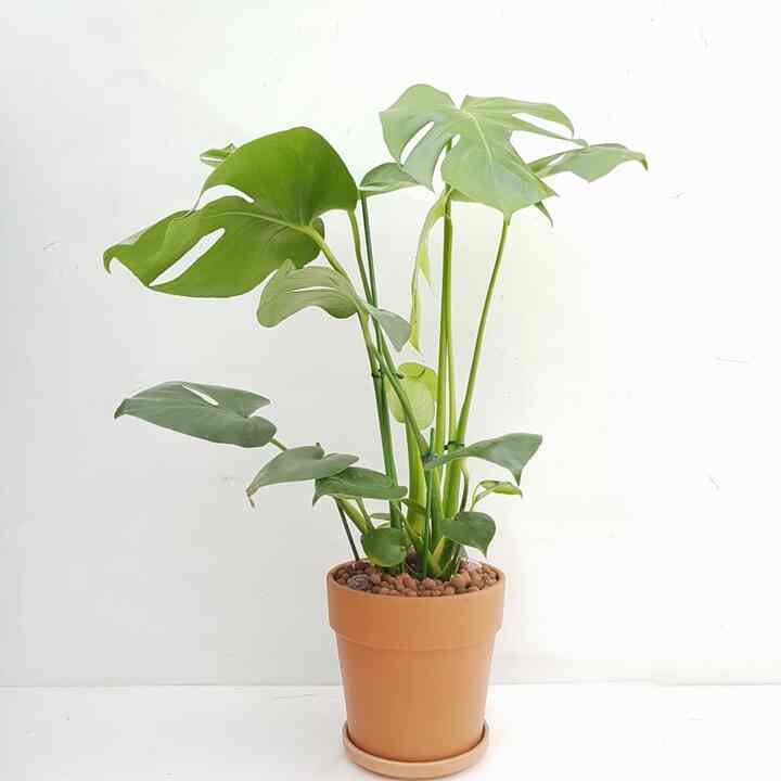 モンステラ＆ドイツ製植木鉢セット