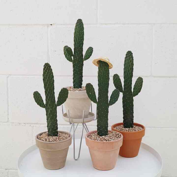 ロードキルサボテン M