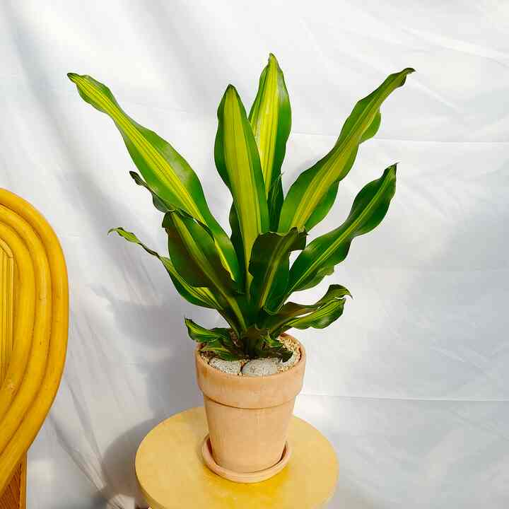 ドラセナ プランテリア