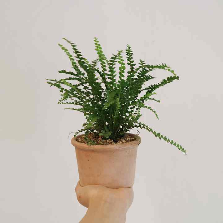 ネフロレピス 観葉植物