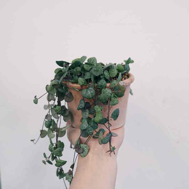 ハートカズラ 素焼き鉢付き