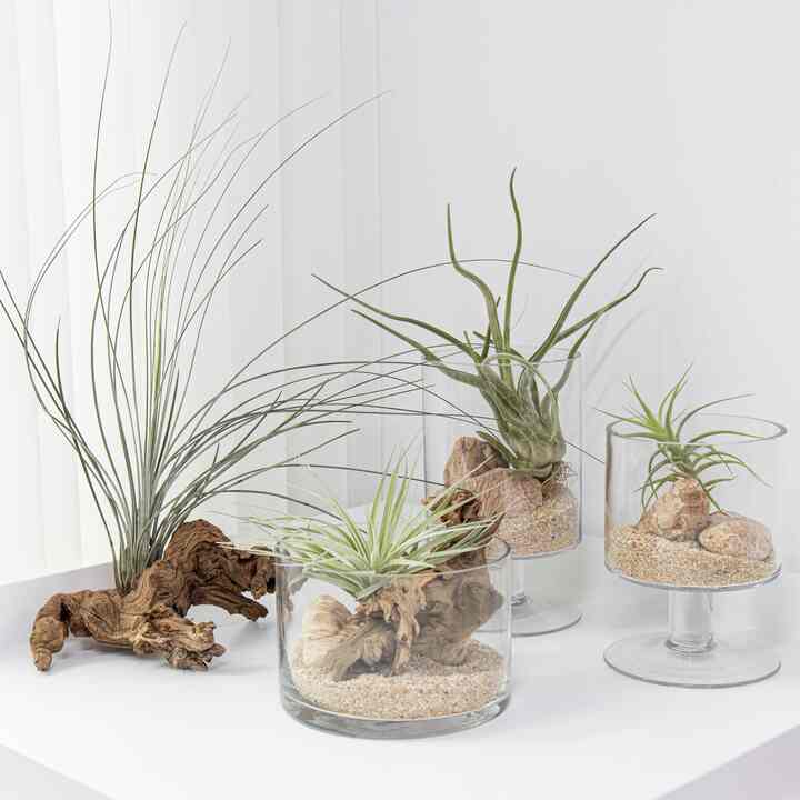 チランジア テラリウム［6種］