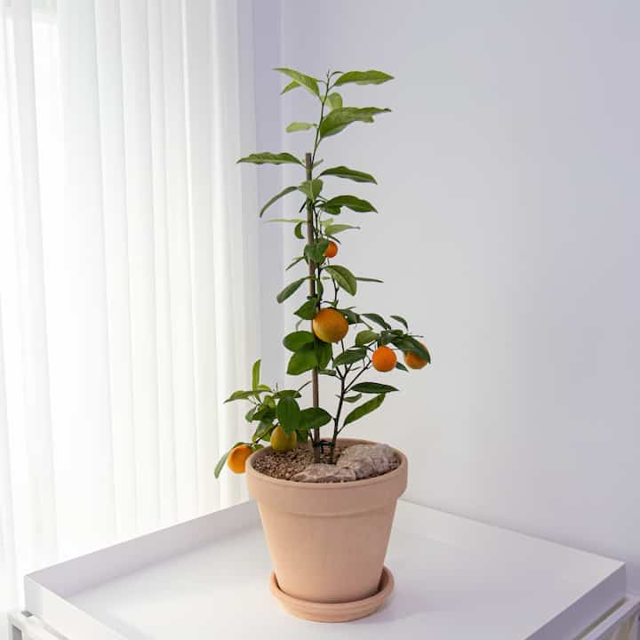 オレンジレモンツリー