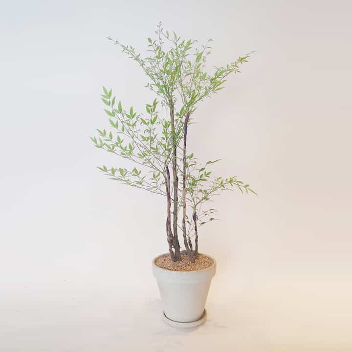 南天＆植木鉢セット［4色］