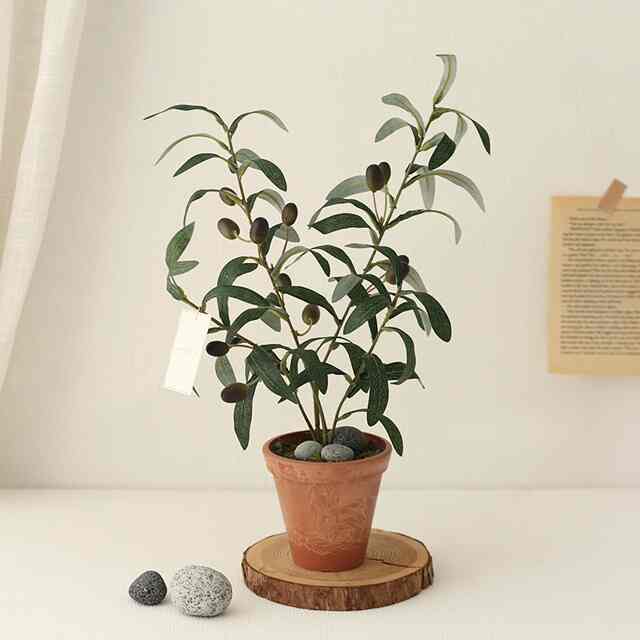 小さなオリーブツリー