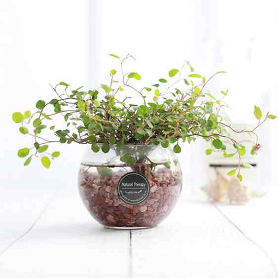 ワイヤープランツ ガラス ボウル 水耕栽培植物 SET