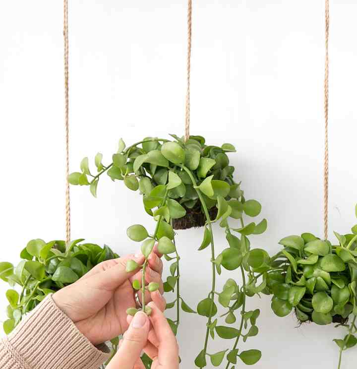 ディスキディア ハンギングプランツ