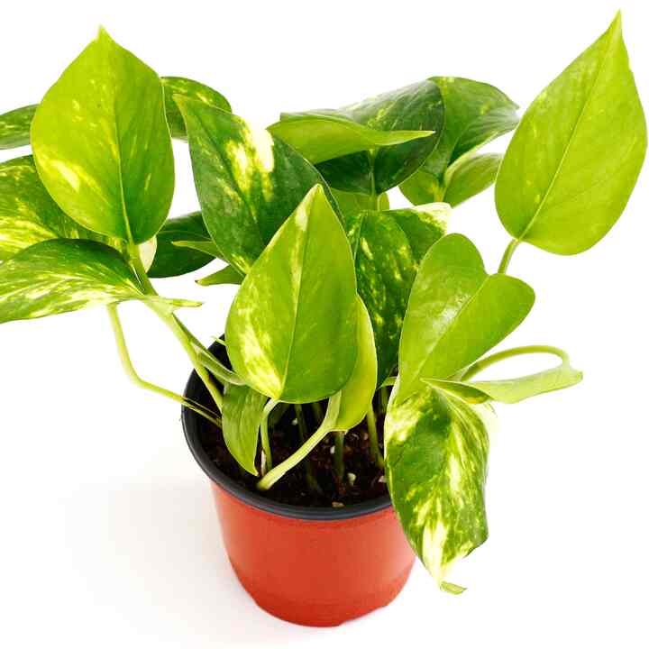 スキンダプサス