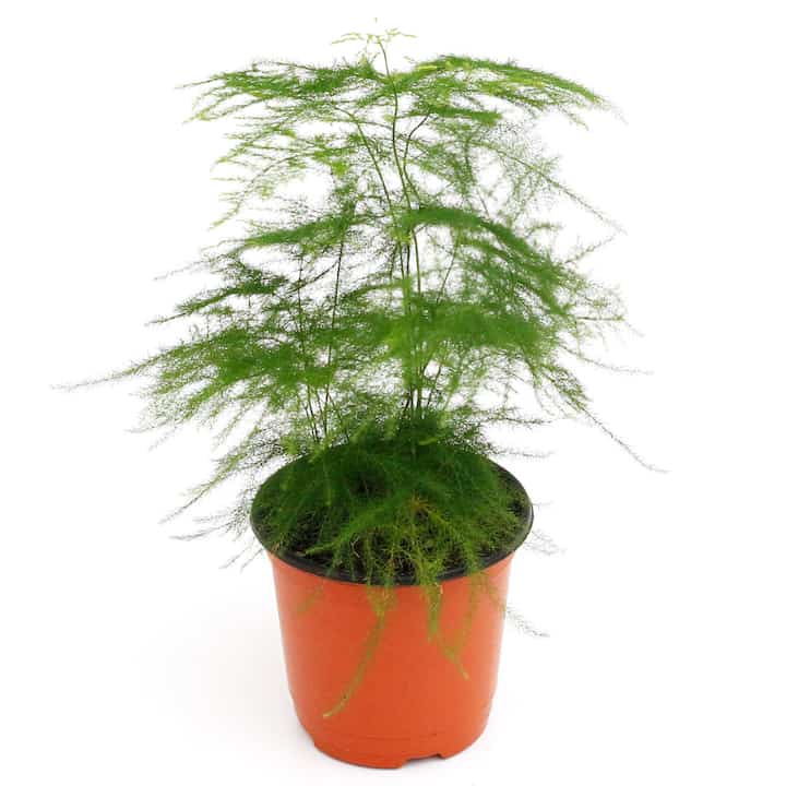 オオミドリボウキ