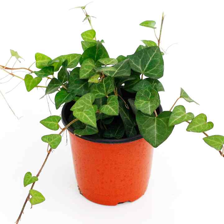 ハートアイビー 観葉植物