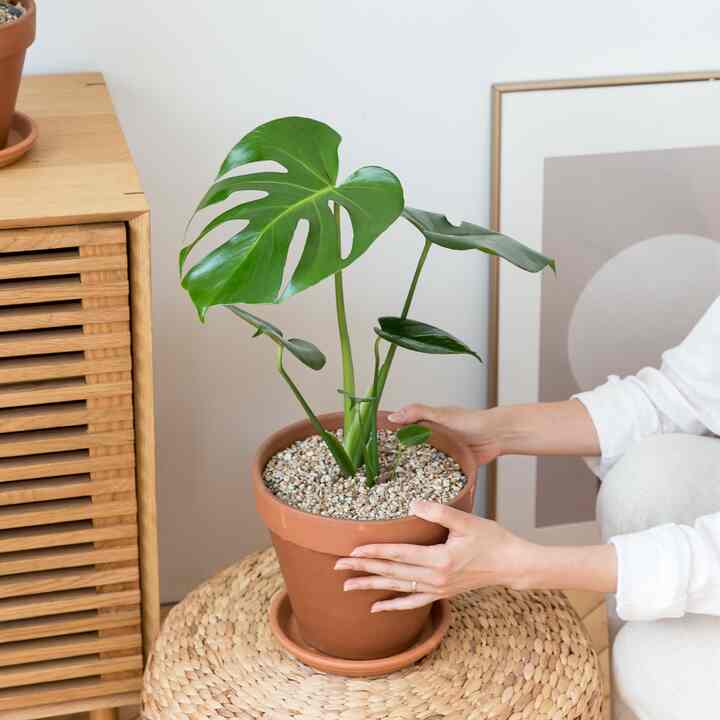 モンステラ＆イタリア製植木鉢セット