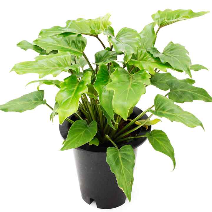 クッカバラ 中型基本ポット