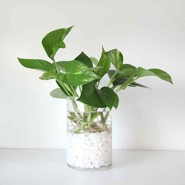 スキンダプサス