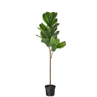 Fejka Artificial Potted Plant, Indoor/outdoor Fiddle-lieaf Fig