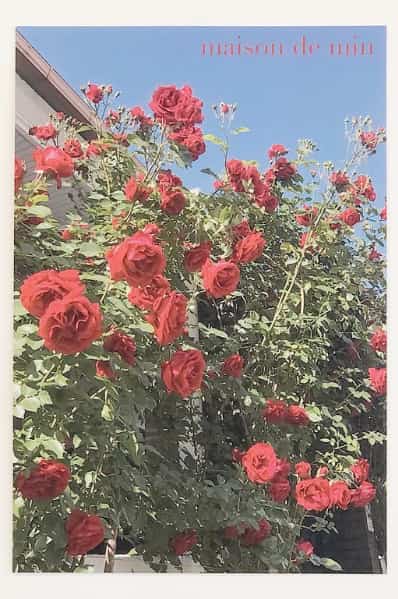 La Vie En Rose ポスター