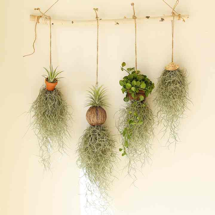 チランジア ハンギングプラント