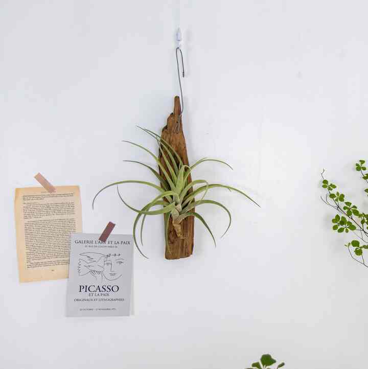 チランジア・フレクスオーサ＆ウッドオブジェ