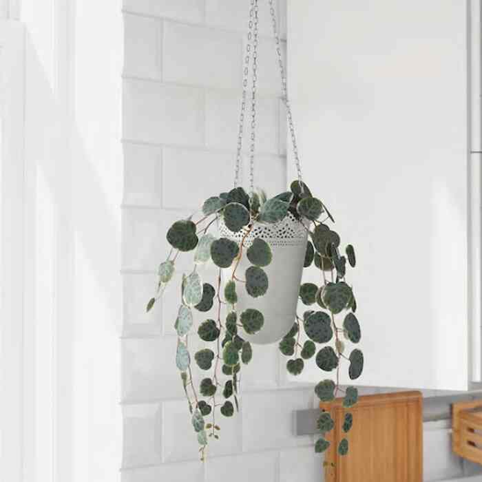 FEJKA フェイカ 人工観葉植物 室内/屋外用 つり下げ型/ハートカズラ