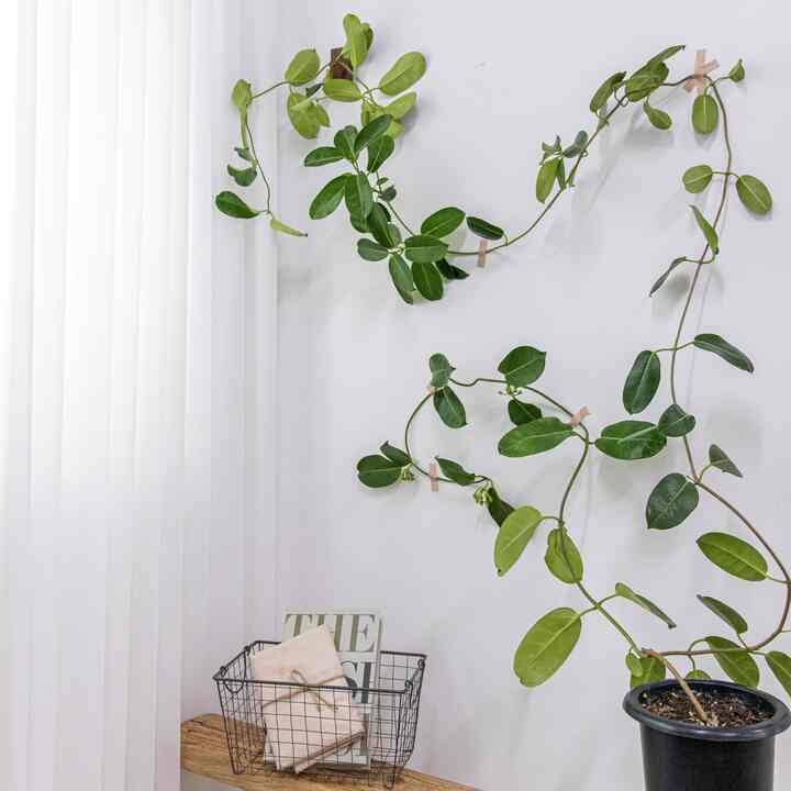 マダガスカルジャスミン