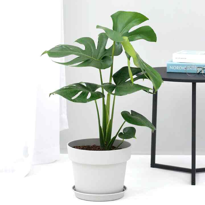 モンステラ＆PLポットセット