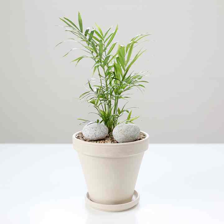 テーブルヤシ&植木鉢セット