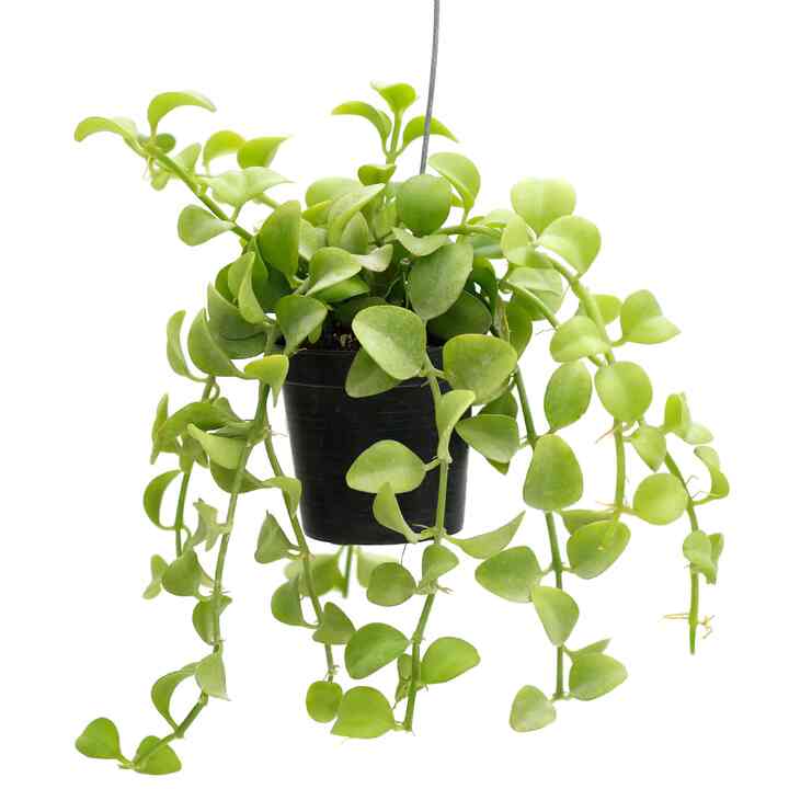 ディスキディア ハンギングプランツ