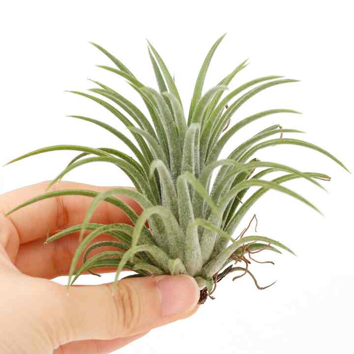 ティランジア・イオナンタ