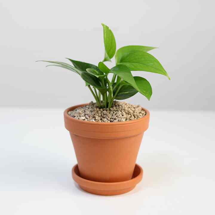 スキンダプサス＆イタリア・ドイツ製 植木鉢セット