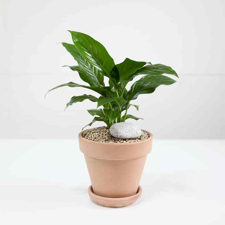 スパティフィラム+ 鉢セット