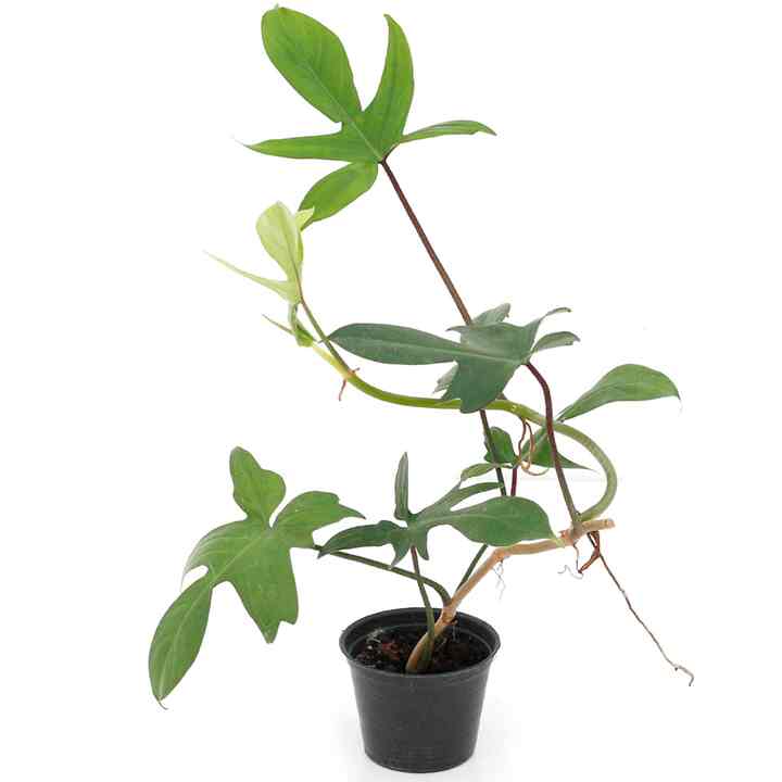 フィロデンドロンフロリダビューティー