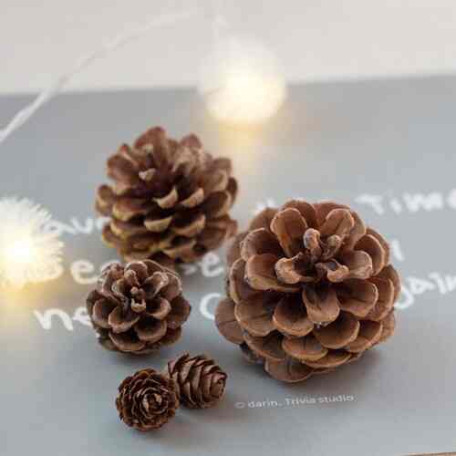 森の中 松かさ 5個セット