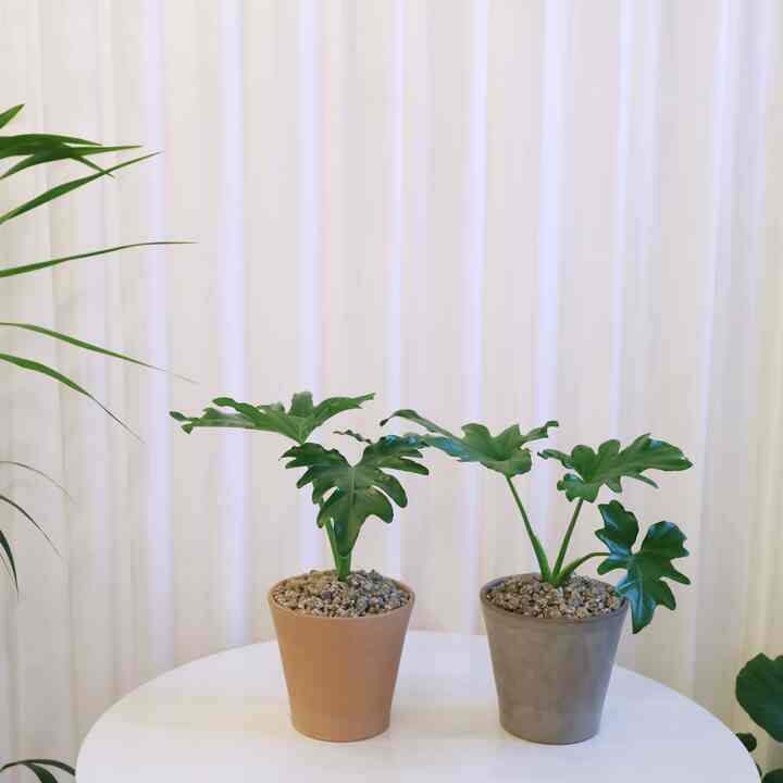 フィロデンドロン・セローム