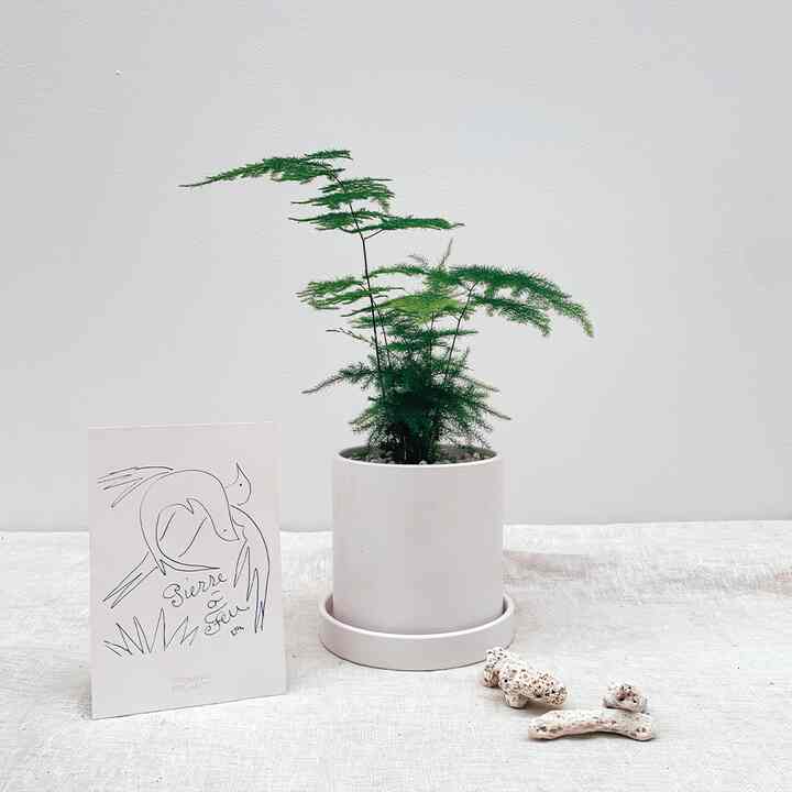 オオミドリボウキ 小型