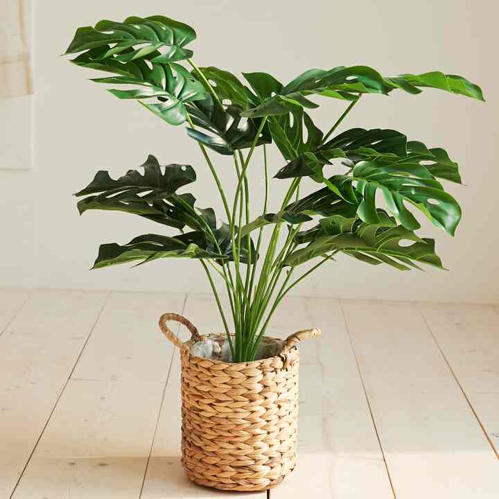モンステラ フェイクグリーン 65cm
