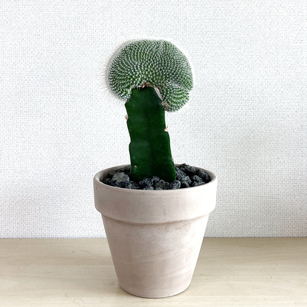 식물행성 백신철화 미니밍크선인장 - 이태리토분 세트