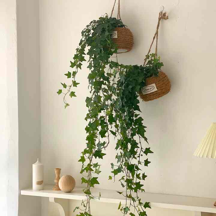 アイビー ハンギングプラント