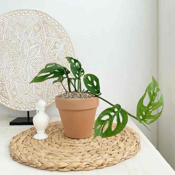 モンステラ アダンソニー