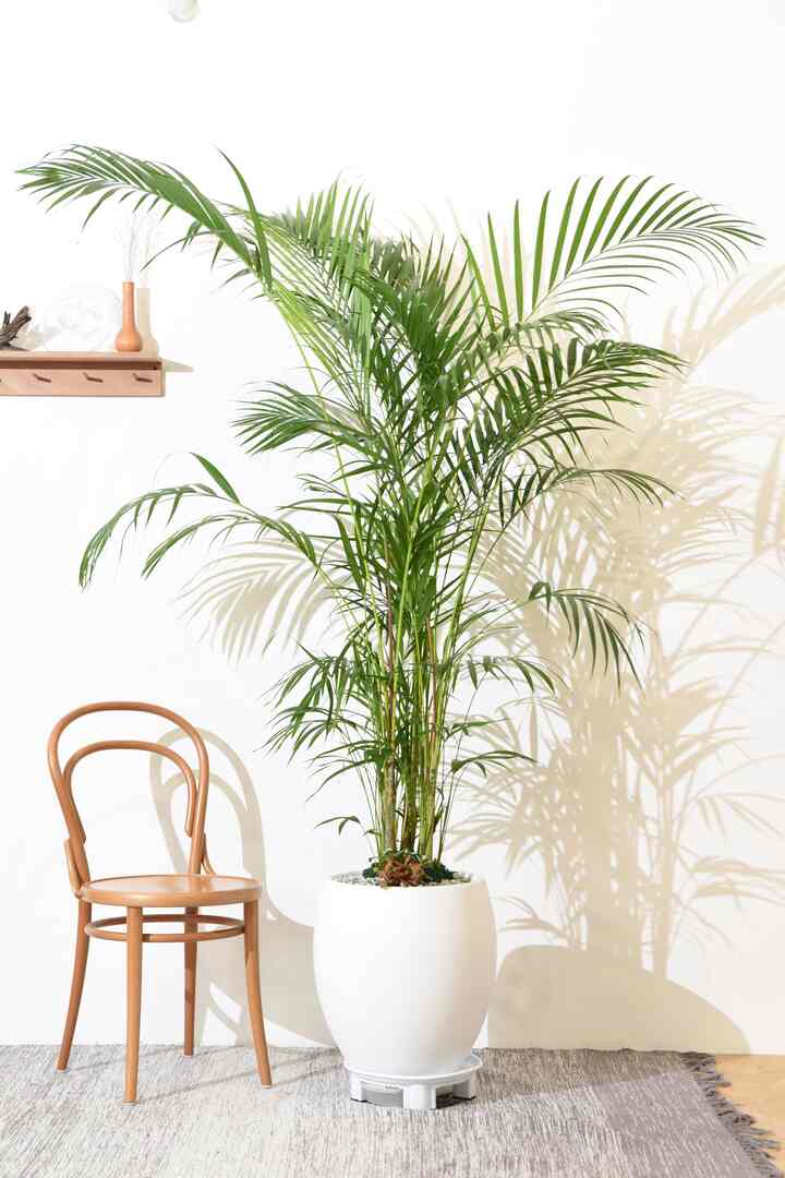 アレカヤシ 大型［2サイズ］