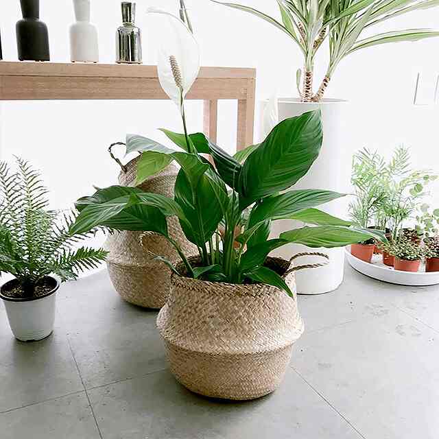 2 Pack Seagrass Plant Basket