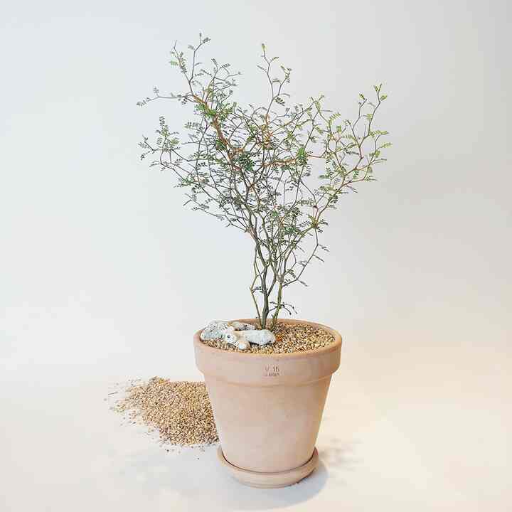 ソフォラ・リトルベイビー