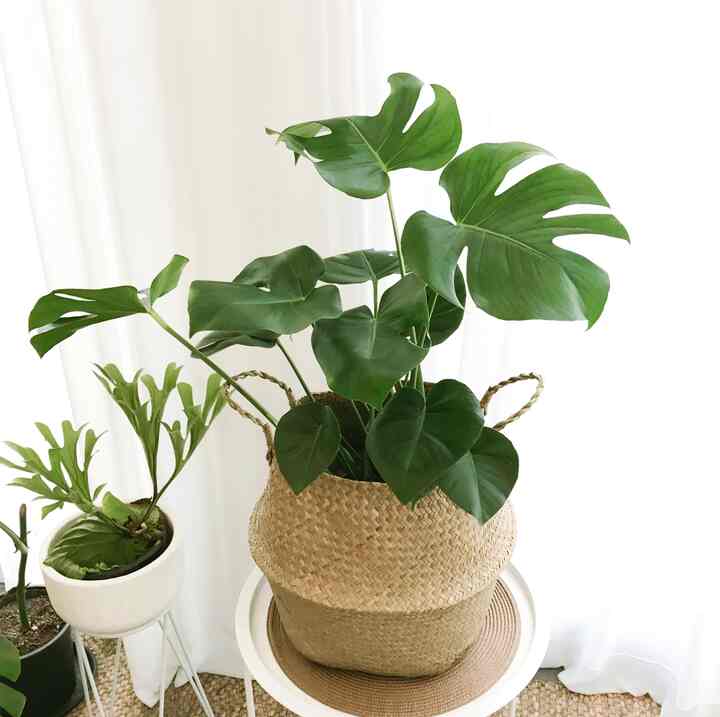 モンステラ＆ラタンバスケットセット［2種・2サイズ］