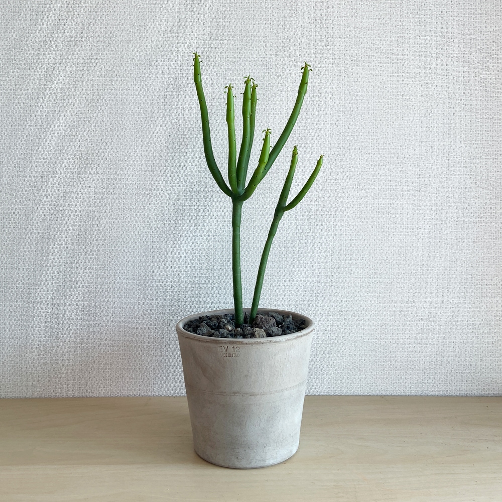 식물행성 연필선인장(청산호,청기린), 자유로운 수형의 싱그러운 선인장 - EV 이태리토분 세트