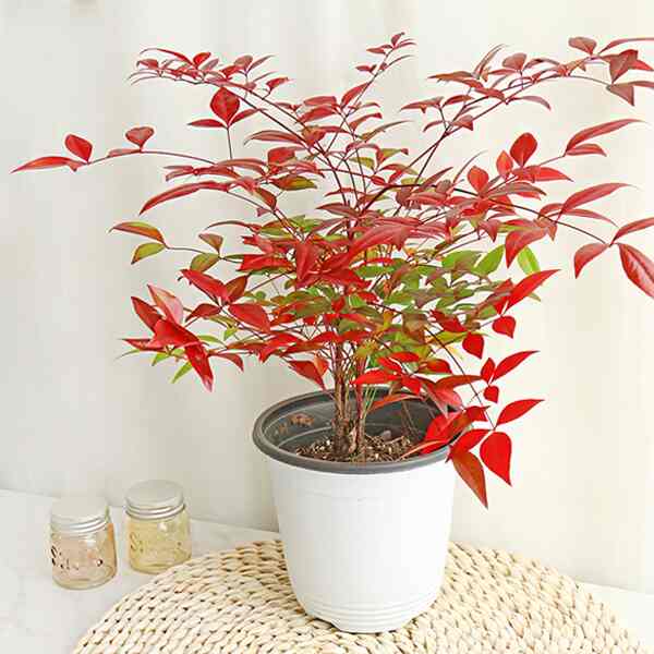 ナンテン（中サイズ）