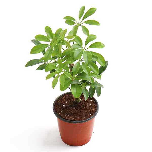 シェフレラ・ホンコン