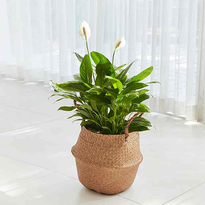 スパティフィラム・ワリシー＆ラタンバスケットセット［2サイズ］